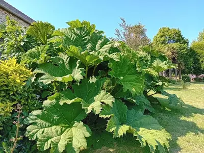 Jardin de l'établissement Le Manoir de Kérofil ** Gîte et chambres d'hôtes **